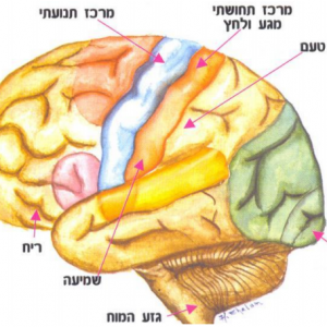 מערכת החושים והעור
